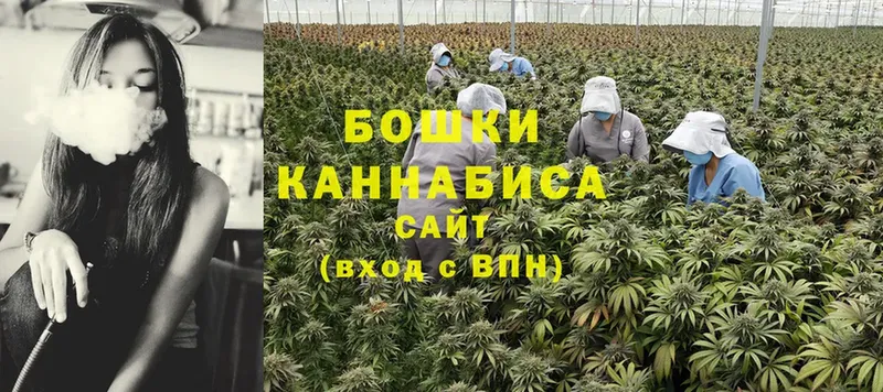 Бошки Шишки SATIVA & INDICA  маркетплейс Telegram  Белый 